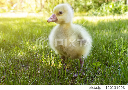 3 day gosling 3 day gosling 120131098