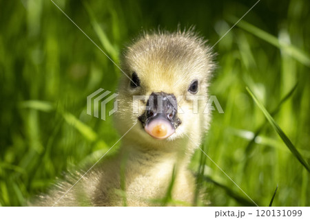3 day gosling 3 day gosling 120131099