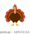 Turkey funny thanksgiving on white background  120131113