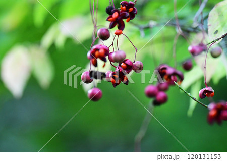 開き始めたツリバナの実 開き始めたツリバナの実 120131153