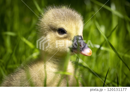 3 day gosling 3 day gosling 120131177