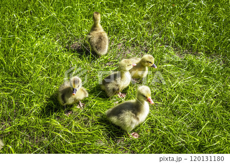 3 day goslings 3 day goslings 120131180