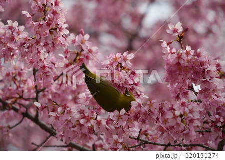満開のおかめ桜の花に止まるメジロ 満開のおかめ桜の花に止まるメジロ 120131274