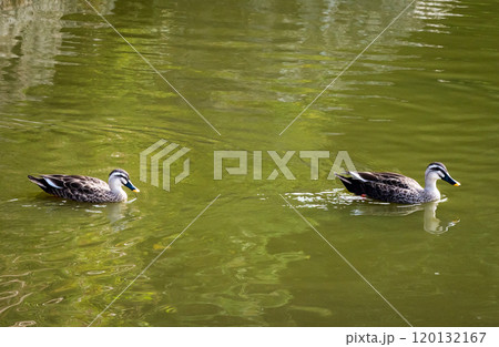 公園の池で泳ぐ二羽の可愛い鴨の姿 120132167