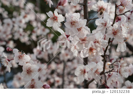 春を彩るベニバスモモ 120132238