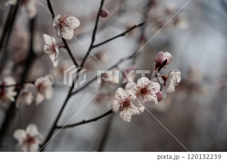 華やかなベニバスモモ 華やかなベニバスモモ 120132239