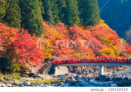 香嵐渓(秋) 香嵐渓(秋) 120132529