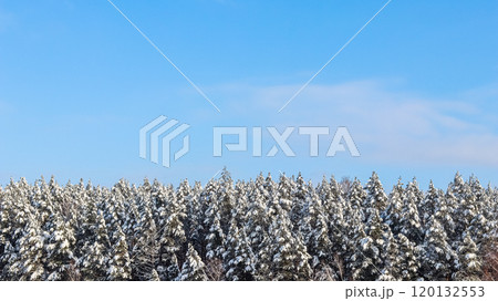 Winter background. Pine forest covered with snow against blue sky with white clouds 120132553