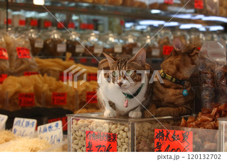 香港・徳輔道西の乾物店で売られる超高級食材日本産干しナマコの上で店番するネコ 120132702