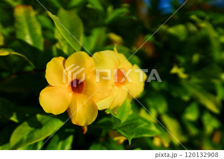 黄色い花 120132908