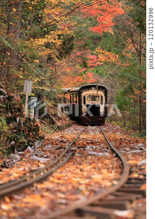 【長野県】赤沢自然休養林の紅葉のトンネルを走る赤沢森林鉄道 120132996
