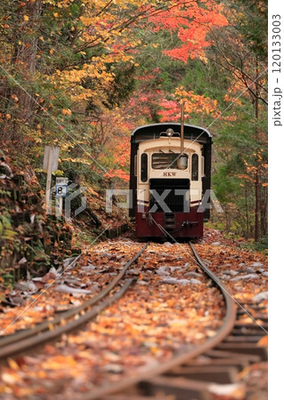 【長野県】赤沢自然休養林の紅葉のトンネルを走る赤沢森林鉄道 120133003