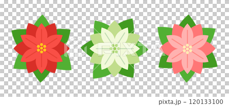 Illustration of three-colored poinsettias: red, white, and pink Illustration of three-colored poinsettias: red, white, and pink 120133100