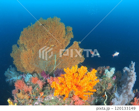 ダイビングの魅力、彩り豊かな海中風景 ダイビングの魅力、彩り豊かな海中風景 120133149