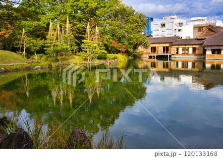 養浩館庭園の雪吊り風景  養浩館庭園の雪吊り風景 120133168