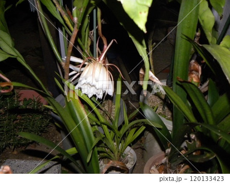 朝四時の萎み始めた月下美人 120133423