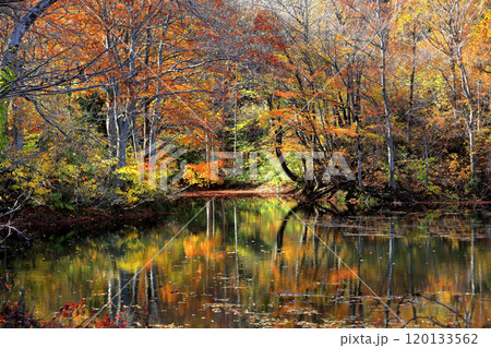 神秘的紅葉風景　鶴巻池　 120133562