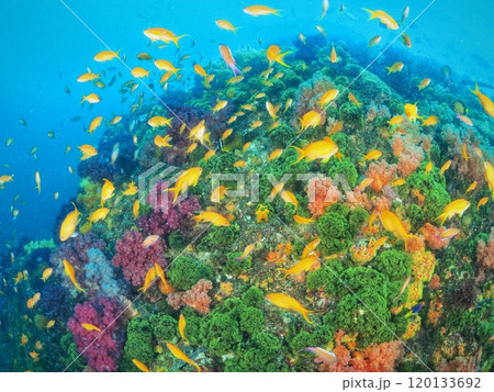 スキューバダイビングの魅力、絵のように美しい伊豆の海中風景 120133692