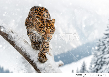 A leopard gracefully navigates a snowy branch in the mountains during a winter snowfall 120133735