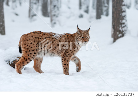 A lynx walking through fresh snow in a forest setting during winter, showcasing its distinctive fur and attentive posture A lynx walking through fresh snow in a forest setting during winter, showcasing its distinctive fur and attentive posture 120133737
