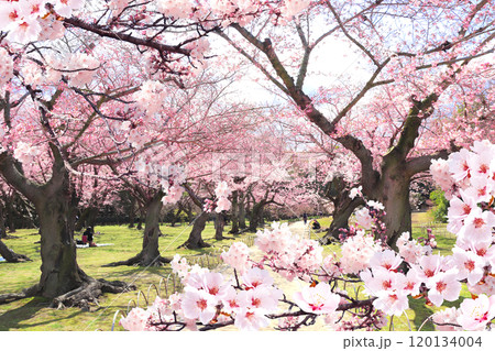 Blooming sakura trees in Koishikawa Korakuen garden, Okayama, Japan. Japanese hanami festival. Cherry blossoming season in Japan. Beautiful nature spring scene with a branch of blooming sakura 120134004