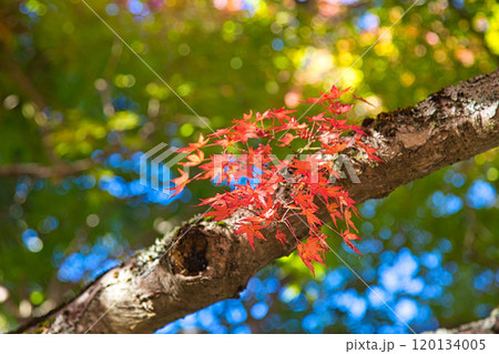 カラフル陶キャンドル・越前陶芸村の秋 120134005