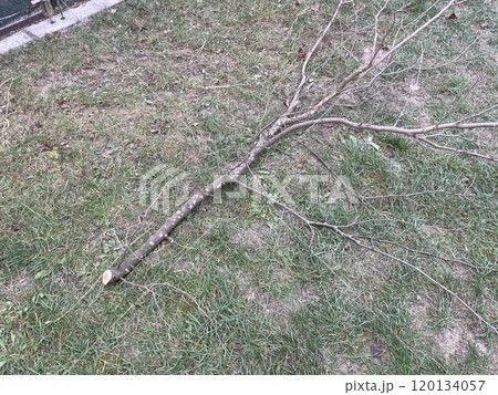 Professional branch trimming of an aged tree Professional branch trimming of an aged tree 120134057