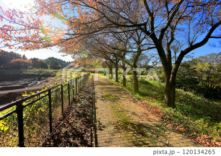 玉川溜池　紅葉と池干し 120134265