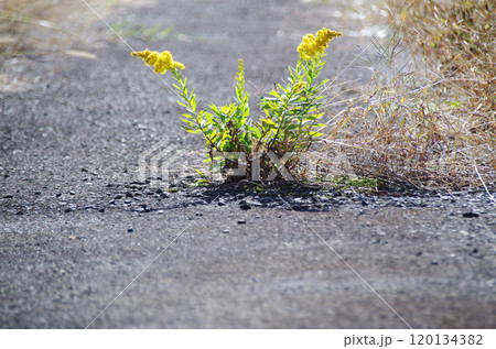 除草剤で枯らされた雑草の残骸を押し退けてアスファルト舗装された農道の真ん中に咲く鮮やかな黄色の花 120134382