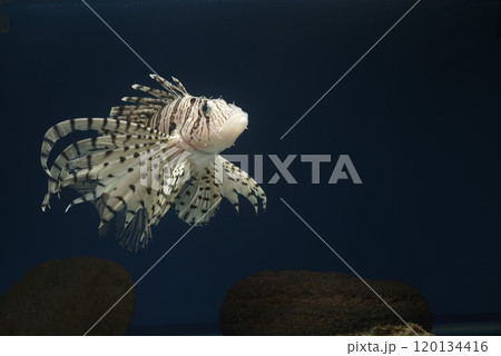 ミノカサゴ カサゴ Lionfish 毒魚 クラシックレンズ ミノカサゴ カサゴ Lionfish 毒魚 クラシックレンズ 120134416