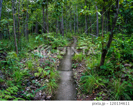 Narrow concrete path up a hill in the rainforest on a rainy day. 120134611