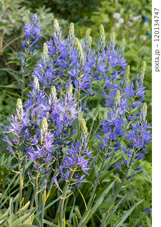 Camassia leichtlinii Caerulea flower in a garden Camassia leichtlinii Caerulea flower in a garden 120134747