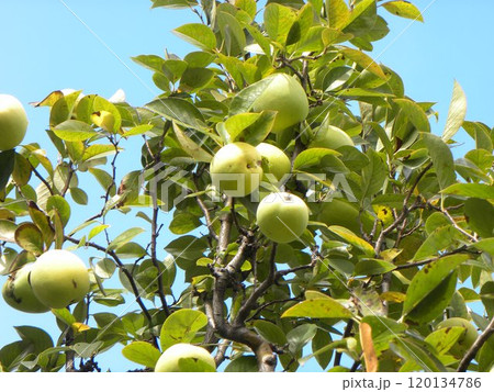 収穫期が来て黄色くなったカリンの実 収穫期が来て黄色くなったカリンの実 120134786