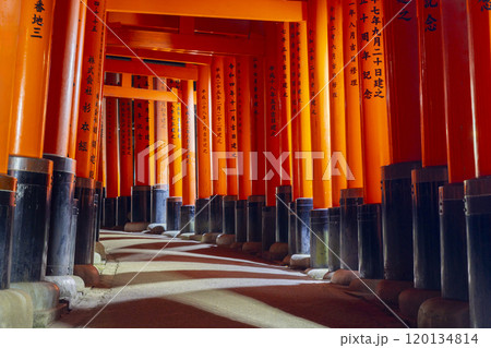 夜の伏見稲荷大社　千本鳥居 120134814