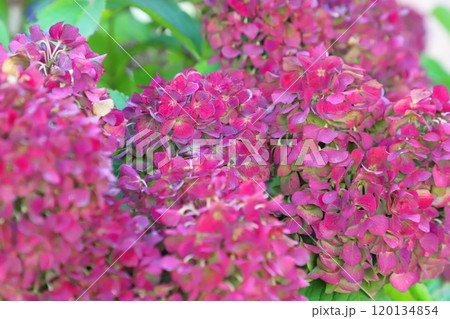 色が濃くなった秋色紫陽花（あきいろアジサイ 120134854