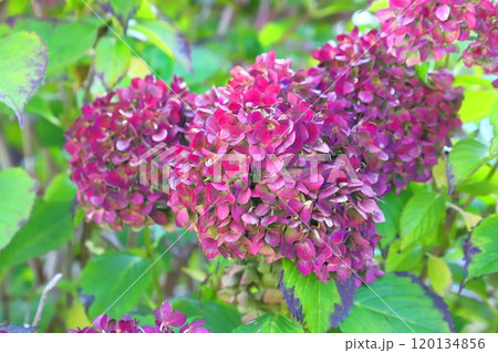 色が濃くなった秋色紫陽花（あきいろアジサイ 120134856