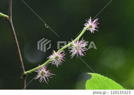 六甲の山で見られた枝に並んで咲いている多数の花柱が球状についた雌花が綺麗です 六甲の山で見られた枝に並んで咲いている多数の花柱が球状についた雌花が綺麗です 120135323