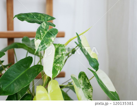 Philodendron burle marx variegated in bedroom Philodendron burle marx variegated in bedroom 120135381