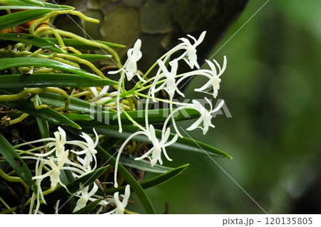 日本原産のランで木の幹に着生している白色の花を沢山つけた綺麗なフウラン 120135805
