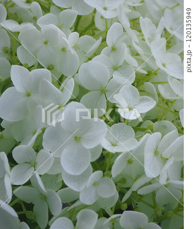 紫陽花 白 紫陽花 白 120135949
