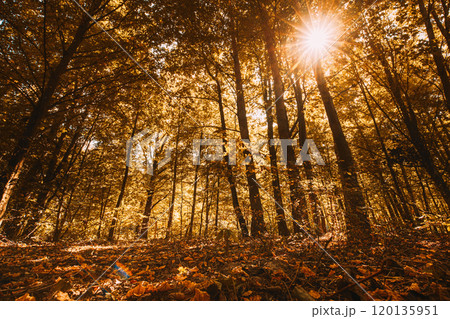 Autumn Forest. Sunlight Shine Through Foliage In Trees Woods. Fall Sunset Evening. Autumn Forest Landscape. Fallen Yellow Leaves 120135951