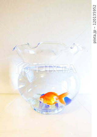 キンギョ 金魚 魚 夏 日本 和 キンギョ 金魚 魚 夏 日本 和 120135952