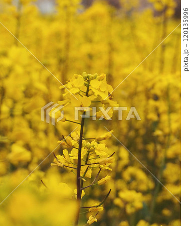 菜の花 120135996