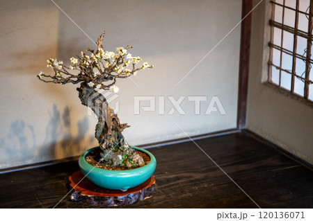 白梅の盆梅 120136071