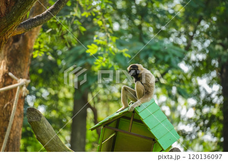 pileated gibbon on tree pileated gibbon on tree 120136097