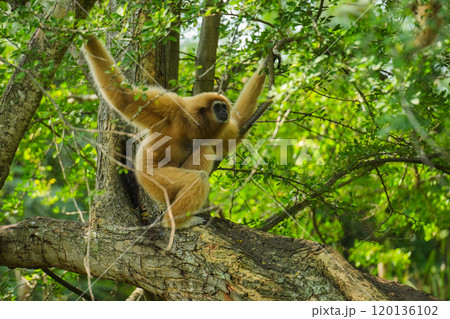 common gibbon or white-handed gibbon on tree 120136102