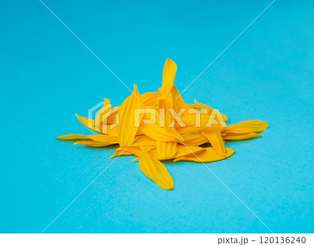 Yellow Petals Isolated, Sunflower Petal Pile, Orange Blossom Design Yellow Petals Isolated, Sunflower Petal Pile, Orange Blossom Design 120136240