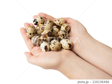 Quail Eggs, Diet Egg, Healthy Breakfast, Natural Organic Nutrition, Salad Ingredient Spotted Quail Egg 120136480