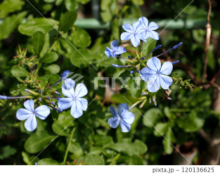 日差しの中のルリマツリ（ペイルブルーのプルンバゴの花） 120136625