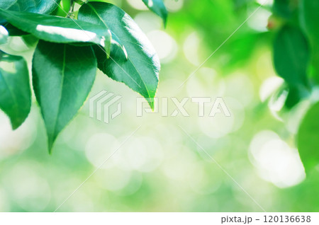 光を浴びて輝く椿の葉 120136638